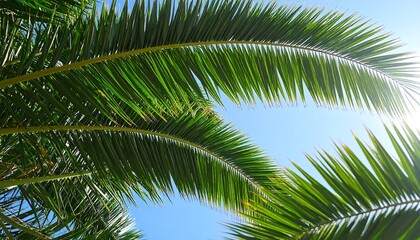 Fototapeta premium Close-up of vibrant palm fronds against a clear sky