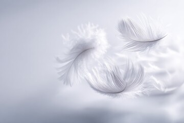 Obraz premium Delicate Floating Feathers In Soft Light
