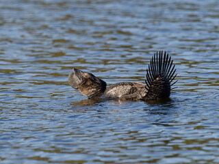 Male Musk Duck (Biziura lobata) in mating season with protruding bill lobe and tail out of water