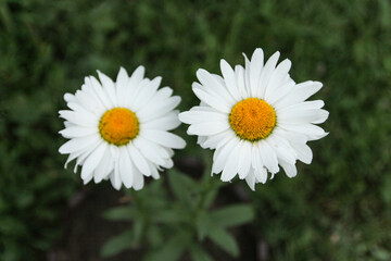 white daisy flower