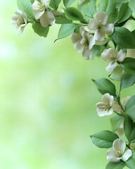 Fototapeta premium White flowers and green leaves on a branch against a blurred green background.
