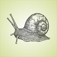 snail drawing artwork handmade illustration © WA Design Studio