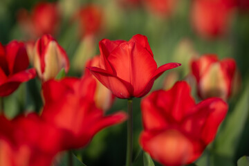 Obraz premium Bunch of red tulips. Close up spring flowers. Amazing red pink tulips blooming in garden. Tulip flower plants landscape. Spring blossom background. Spring blossom red and green background.