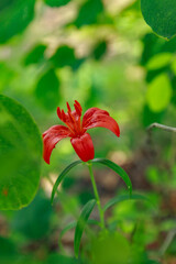 red and yellow flower