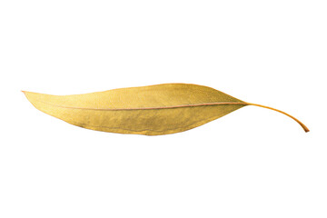 a leaf that is laying down on a white surface