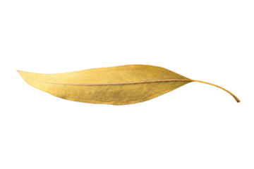 a leaf that is laying down on a white surface
