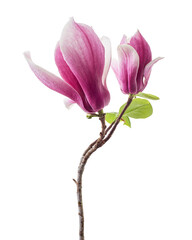 Fototapeta premium Purple magnolia flower, Magnolia felix isolated on white background, with clipping path 