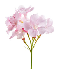 Nerium oleander, Pink oleander flowers isolated on white background with clipping path