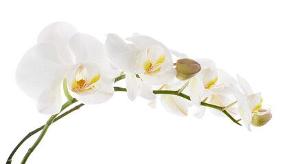 Obraz premium White Phalaenopsis Orchid, Moth Orchids isolated on white background, with clipping path 