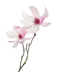 Purple magnolia flower, Magnolia felix isolated on white background, with clipping path 