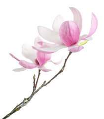 Purple magnolia flower, Magnolia felix isolated on white background, with clipping path 