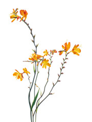 Fototapeta premium Crocosmia flower, Orange Montbretia flower isolated on white background, with clipping path