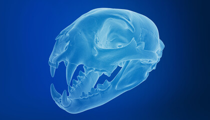 X-ray of a feline skull on a dark blue background.
