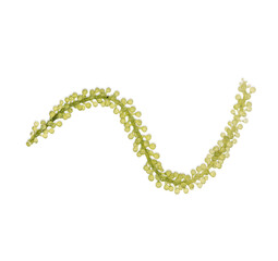 Seagrapes ( green caviar ) seaweed isolated on transparent background (.PNG)