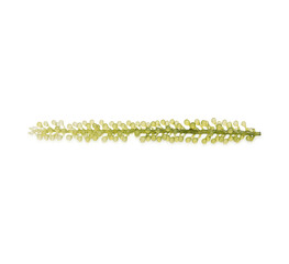 Seagrapes ( green caviar ) seaweed isolated on transparent background (.PNG)