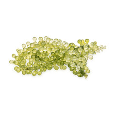 Seagrapes ( green caviar ) seaweed isolated  on transparent background (.PNG)