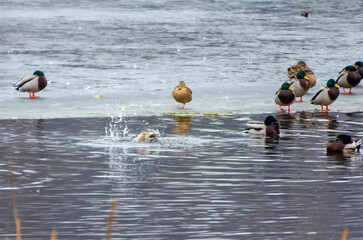 Mallards gather on thawing ice while one dives and splashes playfully below. Telephoto from shore shows clustered mallards on late-winter ice; diving splash marks lively seasonal thaw.