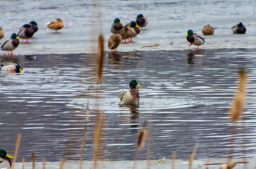 Mallards gather on thawing ice while one dives and splashes playfully below. Telephoto from shore shows clustered mallards on late-winter ice; diving splash marks lively seasonal thaw.