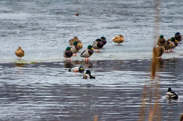 Mallards gather on thawing ice while one dives and splashes playfully below. Telephoto from shore shows clustered mallards on late-winter ice; diving splash marks lively seasonal thaw.