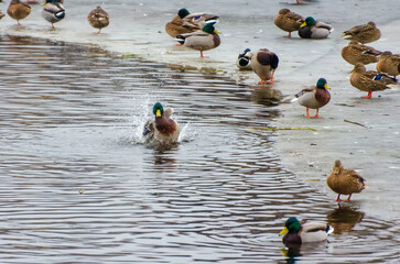 Mallards gather on thawing ice while one dives and splashes playfully below. Telephoto from shore shows clustered mallards on late-winter ice; diving splash marks lively seasonal thaw.