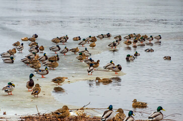 Mallards gather on thawing ice while one dives and splashes playfully below. Telephoto from shore shows clustered mallards on late-winter ice; diving splash marks lively seasonal thaw.
