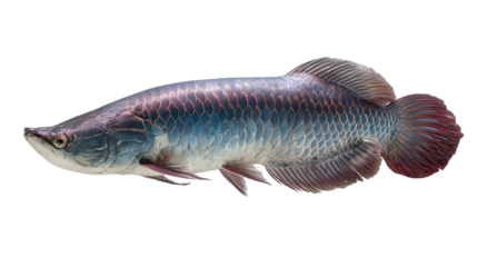 Arapaima Fish Swimming: An arapaima fish swimming in a river, isolated on a Transparent background, PNG file.
