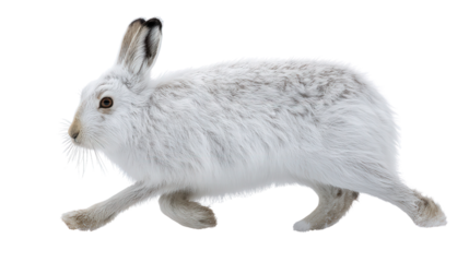 Arctic Hare in Snow: An arctic hare hopping through the snow, isolated on a Transparent background, PNG file.