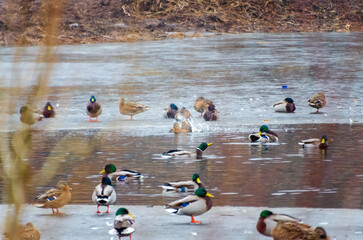 Mallards gather on thawing ice while one dives and splashes playfully below. Telephoto from shore shows clustered mallards on late-winter ice; diving splash marks lively seasonal thaw.