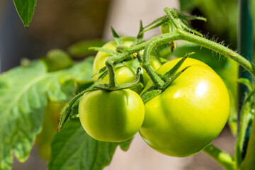 Green unripe tomatoes hang on a tomato bush branch