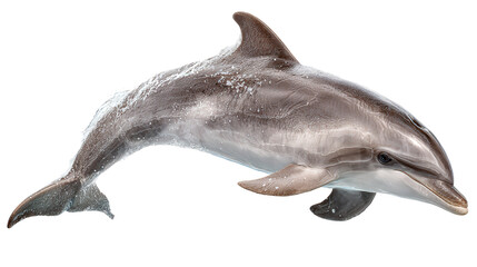 Baby Dolphin Leaping: A flat lay of a baby dolphin leaping out of the water, isolated on a Transparent background, PNG file.