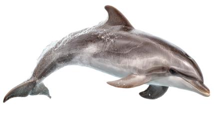 Baby Dolphin Leaping: A flat lay of a baby dolphin leaping out of the water, isolated on a Transparent background, PNG file.