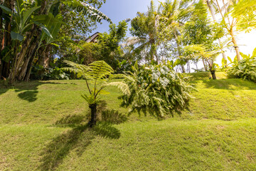 A lush green hillside with a tree in the foreground