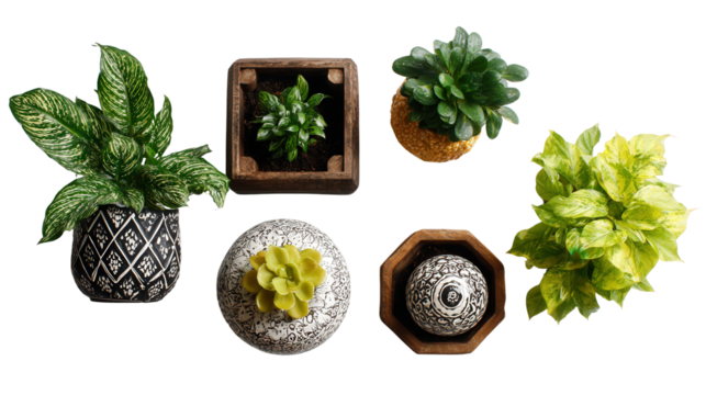 Beautiful Home Planters: A flat lay of beautiful home planters with indoor plants, isolated on a Transparent background, PNG file.