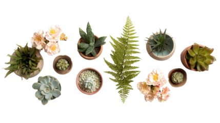 Beautiful Potted Plants: A flat lay of beautiful potted plants like succulents, ferns, and flowers, isolated on a Transparent background, PNG file.
