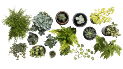 Beautiful Potted Plants: A flat lay of beautiful potted plants like succulents, ferns, and flowers, isolated on a Transparent background, PNG file.