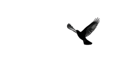 Bird in the Sky: A flat lay of a bird flying through the open sky, isolated on a Transparent background, PNG file.