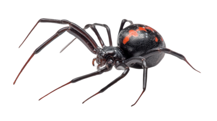 Black Widow Spider on White: A black widow spider with distinct red markings, isolated on a Transparent background, PNG file.