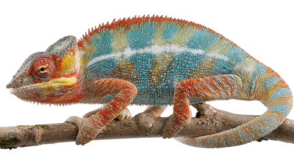 Chameleon Changing Colors: A flat lay of a chameleon changing colors on a branch, isolated on a Transparent background, PNG file.