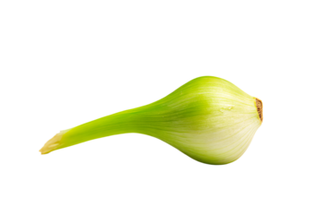 a green onion is shown on a white background