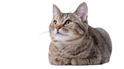 Fototapeta premium Cute Cat Sitting: A flat lay of a cute cat sitting on a soft surface, isolated on a Transparent background, PNG file.