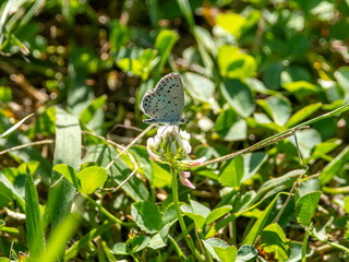 花の蜜を吸うヤマトシジミ