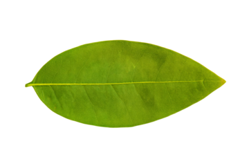 a green leaf with a yellow line on it