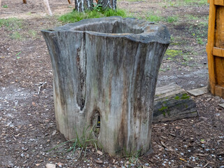 Hollowed wooden tree stump container