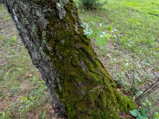 Tree trunk covered with green moss