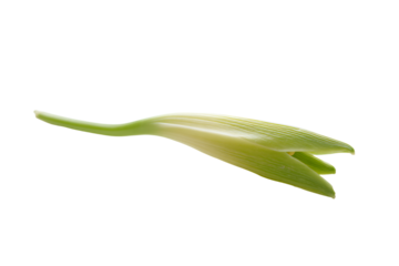 a green flower with a stem sticking out of it
