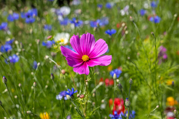 Close-up of a textured pink cosmos flower with delicate petals, standing out against a softly blurred background of colorful wildflowers
