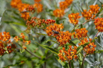 Macro shot of a bee collecting nectar on bright orange butterfly weed (Asclepias tuberosa). Rich textures and blurred greenery create a vivid summer pollination scene