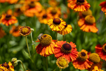 Orange rudbeckia flower head with deep textures, centered bee in sharp focus collecting pollen. Background smoothly fades into soft green tones
