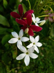 Close Up of Rangoon Creeper Flowers Blooming in a Garden in India Beautiful Floral Photography