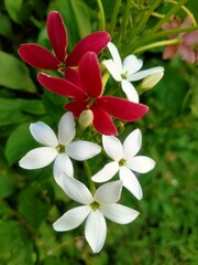 Rangoon Creeper Flower Cluster in Close Up Shot with Red and White Petals Blooming in Garden Near Hyderabad